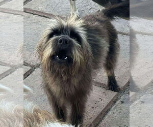 Mutt Dogs for adoption in La Verne, CA, USA