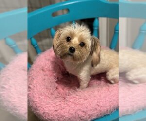 Shih-Poo Dogs for adoption in Oak Bluffs, MA, USA