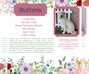Bernedoodle Dogs for adoption in Rancho Cordova, CA, USA