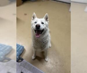 Siberian Husky Dogs for adoption in Chula Vista, CA, USA