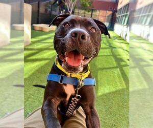 American Pit Bull Terrier Dogs for adoption in San Francisco, CA, USA