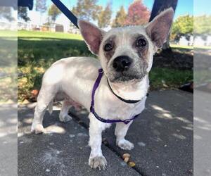 Mutt Dogs for adoption in Alameda, CA, USA