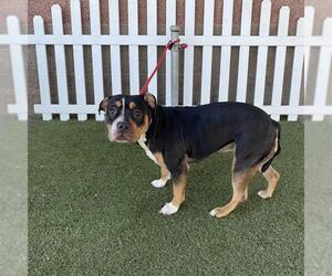 American Bulldog-Unknown Mix Dogs for adoption in Modesto, CA, USA