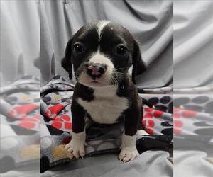 Mutt Dogs for adoption in Grovetown, GA, USA