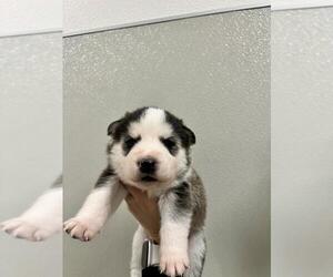 Siberian Husky-Unknown Mix Dogs for adoption in Tracy, CA, USA