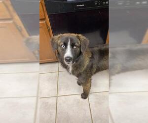 Border Collie-Unknown Mix Dogs for adoption in San Antonio, TX, USA