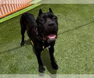 Mutt Dogs for adoption in Las Vegas, NV, USA