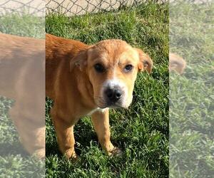 Rottweiler-Unknown Mix Dogs for adoption in MIDWAY, UT, USA