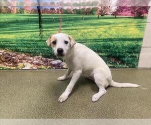 Mutt Dogs for adoption in Moreno Valley, CA, USA