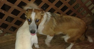 Collie-Red Heeler Mix Dogs for adoption in Lithia, FL, USA