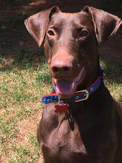 Doberman Pinscher Dogs for adoption in Potomac, MD, USA