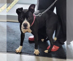 American Pit Bull Terrier Dogs for adoption in La Porte, IN, USA