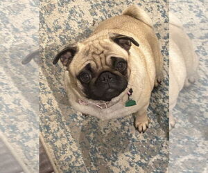 Pug Dogs for adoption in Tarrytown, GA, USA