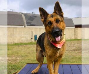 German Shepherd Dog Dogs for adoption in San Antonio, TX, USA
