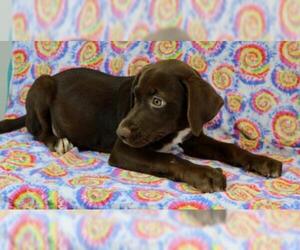 Lab-Pointer Dogs for adoption in Morton Grove, IL, USA