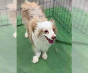 Australian Shepherd Dogs for adoption in Turlock, CA, USA