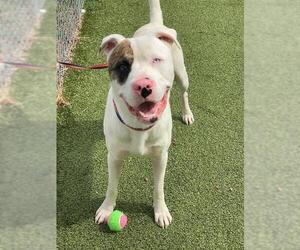 American Pit Bull Terrier Dogs for adoption in Fayetteville, NC, USA