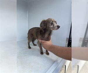 Rat-Cha Dogs for adoption in Houston, TX, USA