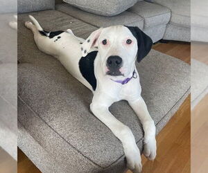 American Pit Bull Terrier-Pointer Mix Dogs for adoption in Clinton , MI, USA