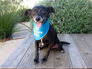 Medium Photo #1 Labrador Retriever-Unknown Mix Puppy For Sale in Pacific Grove, CA, USA