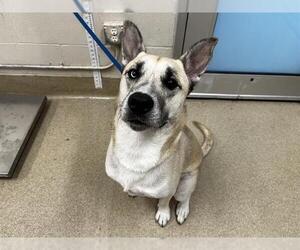 German Shepherd Dog-Siberian Husky Mix Dogs for adoption in Grand Prairie, TX, USA