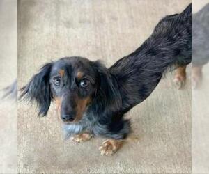 Dachshund Dogs for adoption in Rocky Mount, VA, USA