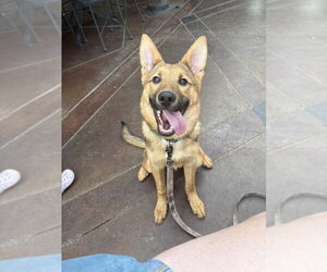 Mutt Dogs for adoption in Andover, MN, USA