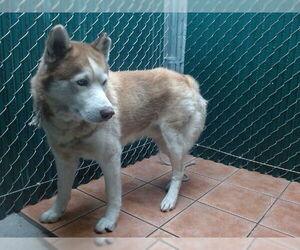 Siberian Husky Dogs for adoption in Downey, CA, USA