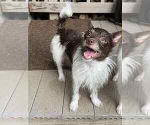 Chihuahua-Unknown Mix Dogs for adoption in Greenville, SC, USA