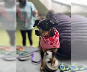 Chipin Dogs for adoption in San Martin, CA, USA
