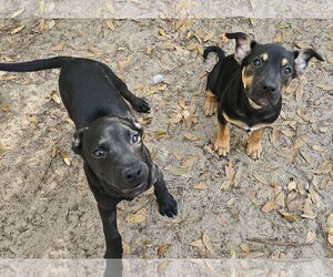 Labrador Retriever-Unknown Mix Dogs for adoption in Melrose, FL, USA