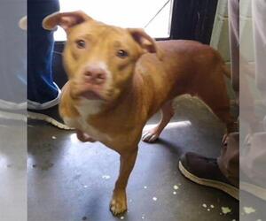 Mutt Dogs for adoption in Tulsa, OK, USA