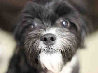 ShihPoo Dogs for adoption in Fort Wayne, IN, USA