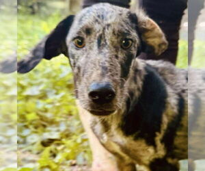 Catahoula Leopard Dog-Pointer Mix Dogs for adoption in Bristol, CT, USA