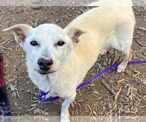 Dachshund-Unknown Mix Dogs for adoption in Orange, CA, USA