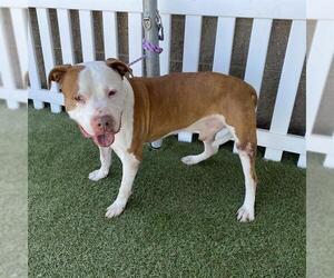 American Pit Bull Terrier-Unknown Mix Dogs for adoption in Modesto, CA, USA