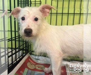 Chihuahua-Unknown Mix Dogs for adoption in Washington, DC, USA