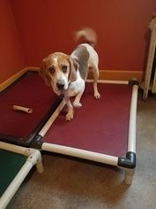 Beagle Dogs for adoption in Wilmington, DE, USA
