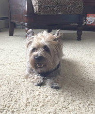 Cairn Terrier Dogs for adoption in Spring Lake, NJ, USA