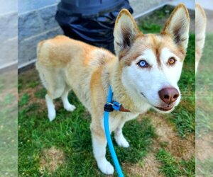 Siberian Husky Dogs for adoption in Long Beach, CA, USA