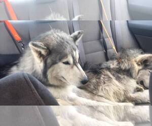 Alaskan Malamute Dogs for adoption in danville, CA, USA