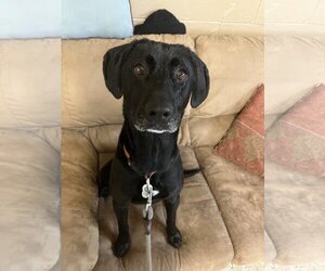 Labrador Retriever-Unknown Mix Dogs for adoption in Williamsburg, IA, USA