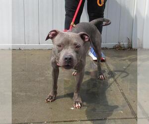 Staffordshire Bull Terrier Dogs for adoption in Louisville, KY, USA