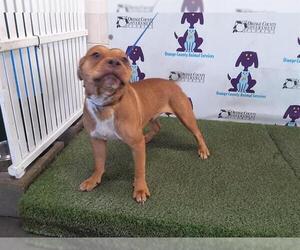 American Pit Bull Terrier-Unknown Mix Dogs for adoption in Orlando, FL, USA