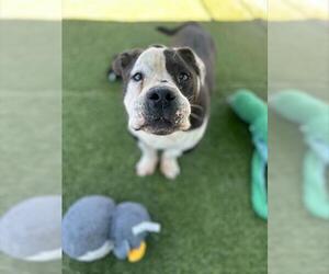 Bulldog-Unknown Mix Dogs for adoption in Chula Vista, CA, USA