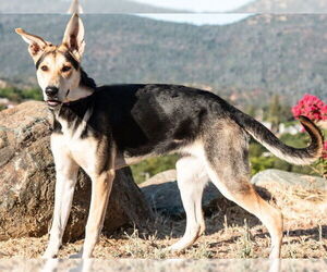 German Shepherd Dog-Unknown Mix Dogs for adoption in San Andreas, CA, USA