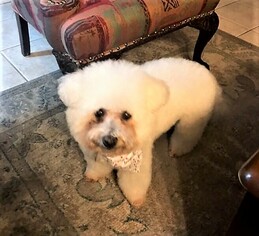 Bichon Frise Dogs for adoption in Placentia, CA, USA