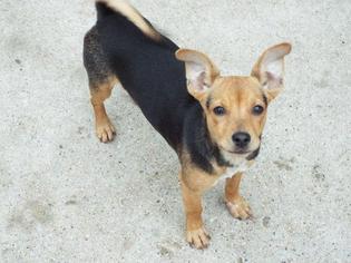 American Rat Pinscher Dogs for adoption in Fond du Lac, WI, USA