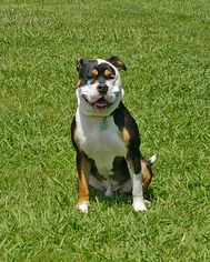 American Bulldog Dogs for adoption in Fletcher, NC, USA