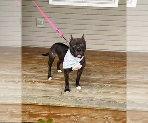 American Pit Bull Terrier-American Staffordshire Terrier Mix Dogs for adoption in Traverse City, MI, USA